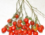 Tomaten-Geranien-Kuss