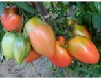 Tomaten Podsinskoe Wunder