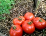 Tomate Schneeglöckchen