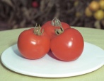 Tomaten-Halbfasten