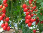 Tomatenprinz Borghese