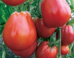Tomaten Puzata Khata