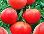 Tomate Früher Riese