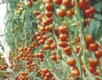 Tomaten-Rhapsodie NK