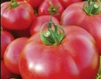 Tomaten Windrose