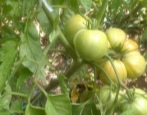 Tomato Libra rozmarýn