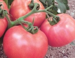 Tomaten Rosmarin