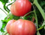 Tomate Rosa Riese