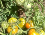 Tomaten Sachalin