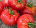 Tomaten Zuckerhut
