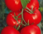 Tomate Zuckermund