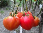 Tomatenzuckerriese