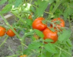 Tomaten Sanka