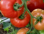 Tomatenfamilie