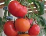 Tomate Senior Tomate