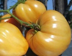 Tomatenherz von Ashgabat
