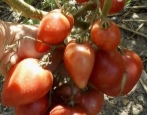 Tomate Rotes Drachenherz