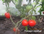 Tomatenherz von Linné