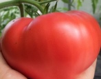 Tomatenherz von Minusinsk