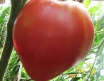 Tomatenherz Sibiriens