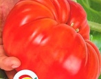 Tomate Sibirische Bastschuhe