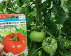 Kilogram sibiřských rajčat