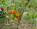 Sibirische frühreife Tomate