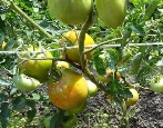 Tomate sibirisches Wunder