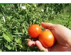 Tomatengeschichte