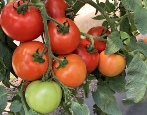 Slot pro rajčata