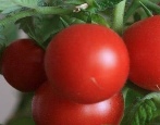Tomaten Gimpel