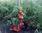 Tomaten-Schneemann
