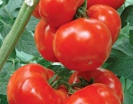 Tomaten-Nachbarn-Neid