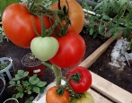 Tomaten-Spasskaja-Turm