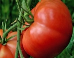 Tomaten Spetsnaz