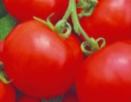 Tomaten Spiridon