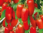 Tomaten-Sterlet