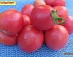 Tomaten Stolypin