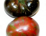 Tomaten Tanga