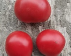 Tomate Super Klusha