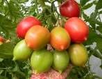 Tomaten-Syzran-Pipette