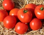 Tomate Tanya