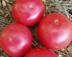 Tomaten Tarpan