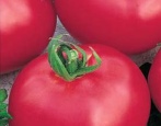 Tomate Titan Pink