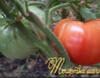 Tomaten dicke Wangen