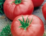 Tomate Torbay
