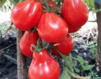 Tomaten Trüffel rot