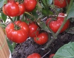 Tomaten Turbojet