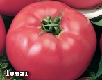 Tomaten Turmalin