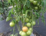 Tomato Unikátní Kulchitskiy